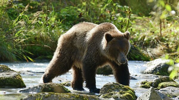 Grizli - Sputnik Srbija