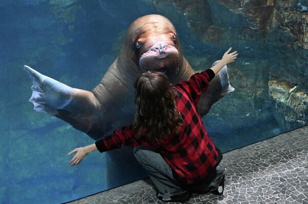 Morž je veliki sisar koji naseljava hladna arktička mora Severne hemisfere. - Sputnik Srbija