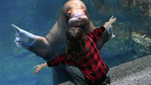 Denь morža v Primorskom okeanariume - Sputnik Srbija