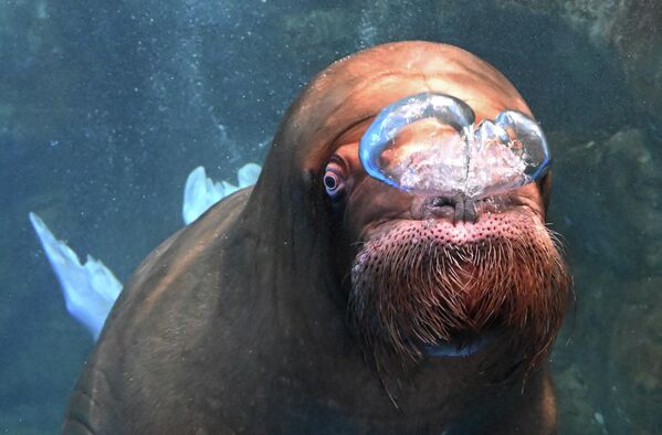 Masa mužjaka može čak doseći i više od hiljadu dvesta kilograma, dok ženke, zavisno od podvrste, imaju između 600 i 800 kilograma. - Sputnik Srbija