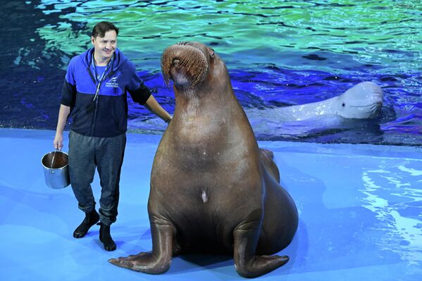 Morževi nisu naročito druželjubivi prema ljudima, ali jesu društvene životinje međusobno. - Sputnik Srbija