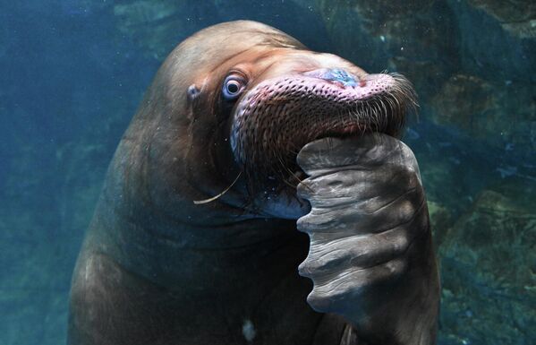 Ove životinje mogu da spavaju pod vodom.Imaju refleks koji im omogućava da se automatski podignu na površinu po vazduh čak i u snu. - Sputnik Srbija