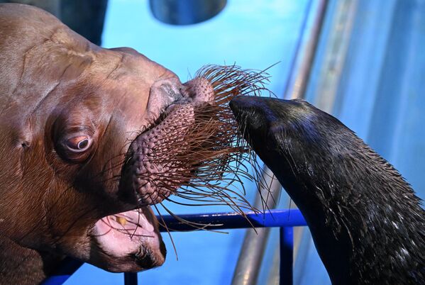 Prave širok spektar zvukova: zvižduke, klikće, lavež, gruvanje. - Sputnik Srbija