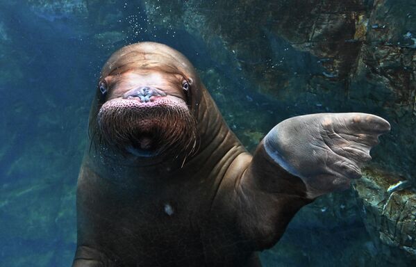 Mogu živeti do 40 godina. - Sputnik Srbija