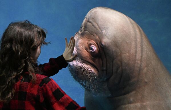 Mužjaci sa najdužim i najmoćnijim kljovama dobijaju najviše pažnje i pristup ženkama. - Sputnik Srbija