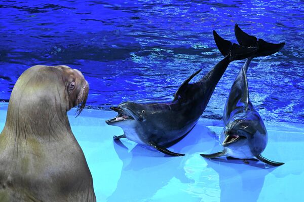 Iako su morževi i kitovi na prvi pogled potpuno različite životinje, imaju zajedničke predke u istoj morskoj grupi. - Sputnik Srbija