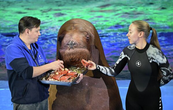 Morževi imaju raznovrsnu i neobičnu ishranu, koja zavisi od mesta na kojem žive i godišnjeg doba. Obuhvata uglavnom meso i morske plodove, ali ponekad mogu da jedu i neke vodene biljke. - Sputnik Srbija