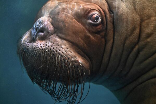 Oni mogu da pojedu do 6.000 kalorija dnevno. - Sputnik Srbija