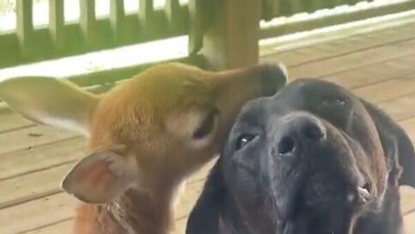 Pas i srna - Sputnik Srbija