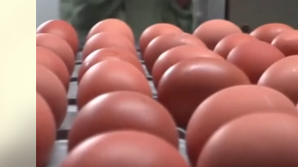 У Диселдорфу време стало - јаја се сортирају на оперативном систему из 