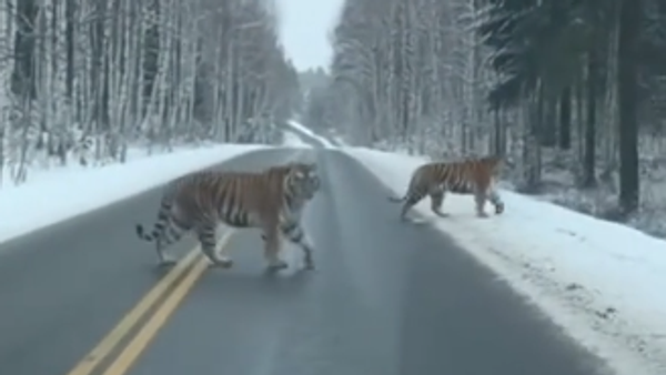 Обичан дан у Хабаровској области - сибирски тигрови у поподневној шетњи /видео/