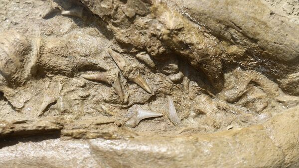 Fosil ajkule  - Sputnik Srbija