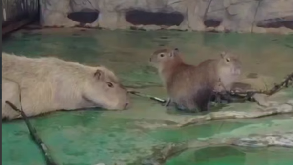 Kapibare u Moskovskom zoološkom vrtu - Sputnik Srbija