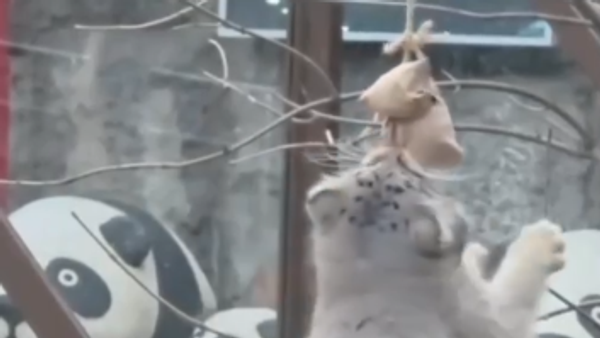 Манул у Московском зоо врту - Sputnik Србија