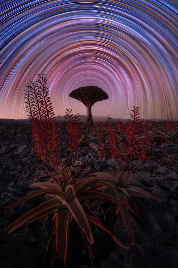 Финалиста Бенџамин Баракат из Швајцарске освојио је жири фотографијом "Алое вера и змајево дрво са звезданим траговима". Финалиста Бенџамин Баракат из Швајцарске освојио је жири фотографијом "Алое вера и змајево дрво са звезданим траговима". - Sputnik Србија