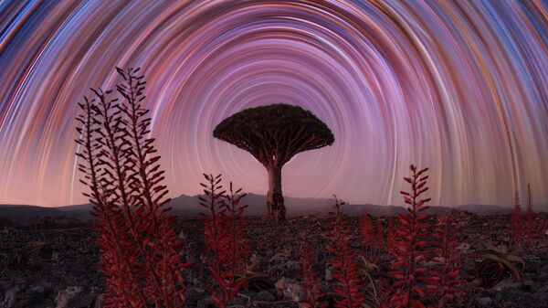 Snimok Aloe Vera and Dragon Tree with Star Trails šveйcarskogo fotografa Benjamin Barakat,  stavšiй finalistom v konkurse The 12th International Landscape Photographer of the Year - Sputnik Srbija