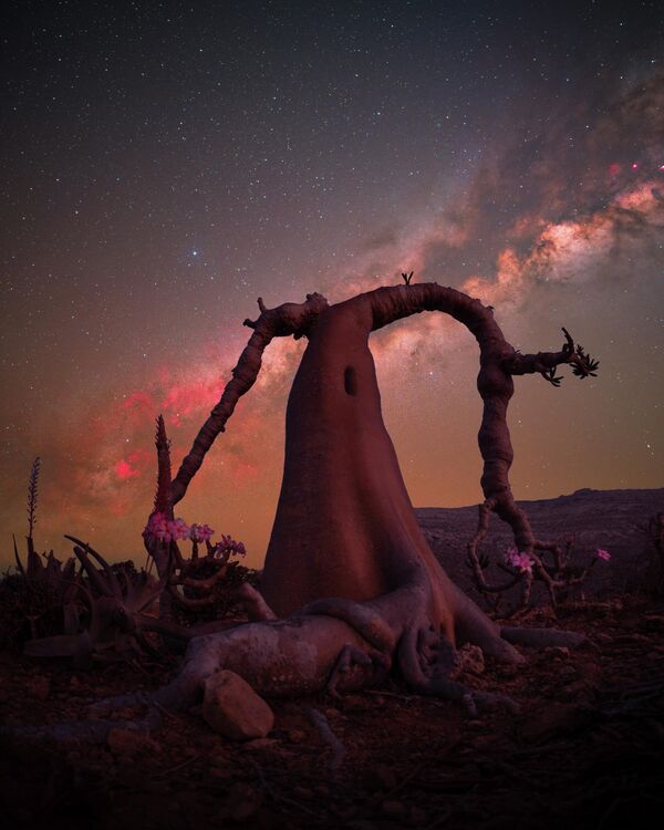 Специјална награда припала је Бенџамину Баракату из Швајцарске. Специјална награда припала је Бенџамину Баракату из Швајцарске. - Sputnik Србија