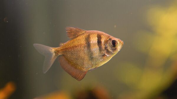 Ribica u akvarijumu - Sputnik Srbija