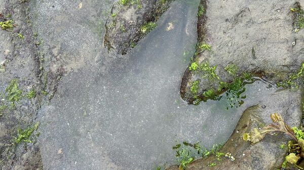 Отисак стопала диносауруса - Sputnik Србија