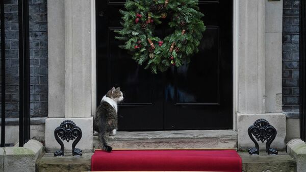 Мачак Лари - Sputnik Србија