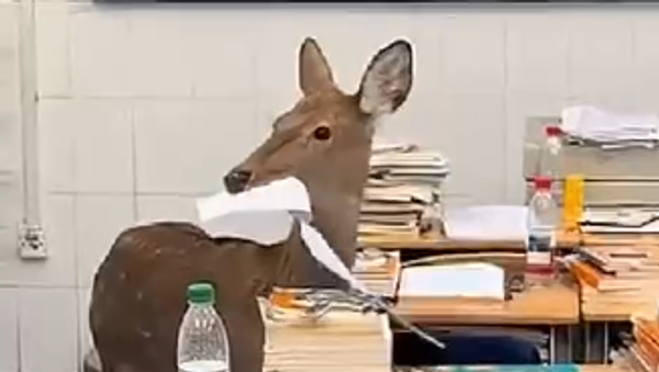 Јелен ми је појео домаћи - није изговор /видео/