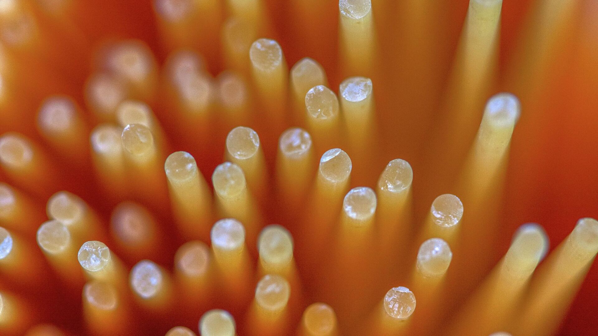 Шпагети Шпагети - Sputnik Србија, 1920, 10.12.2025