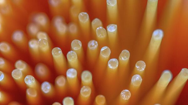 Špageti - Sputnik Srbija