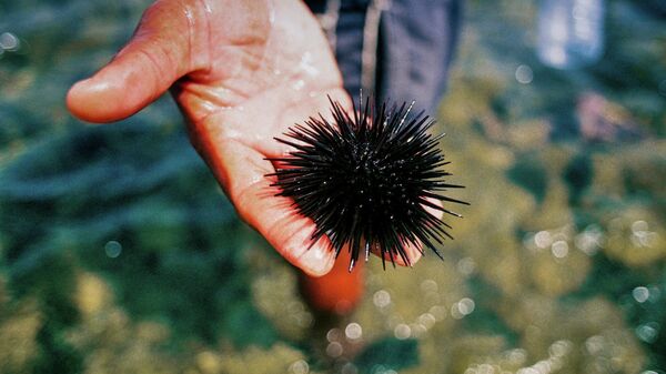 Morski jež - Sputnik Srbija