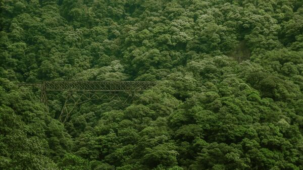 Brazil šuma - Sputnik Srbija