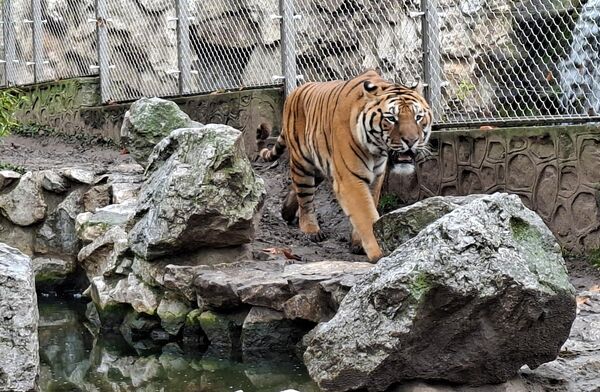 Uprkos tome što ih smatraju najvećim i najjačim mačkama na svetu( mužjak, može biti dug do tri metra a težak do 400 kilograma) predstavljaju jednu od ugroženih vrsta. - Sputnik Srbija