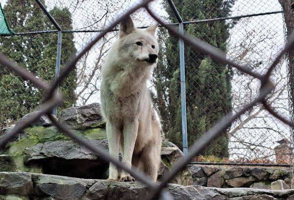 Zoološki vrt u Beogradu ima tradicionalnu saradnju sa drugim vrtovima, ali i sa prihvatilištima za životinje - Sputnik Srbija