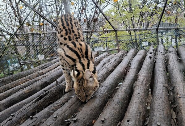 Prinove u Vrtu nisu nikakva novost, pa je tako ove godine zoološki vrt imao puno noviteta, od rođenja bebe kengura do bebe lemura.  - Sputnik Srbija