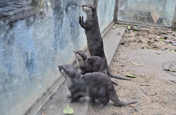 Ali su takođe radili i na zbrinjavanju napuštenih jedinki, pa je tako mladunče vidre pronađeno u blizini Trstenika,transportovano u Beo zoo vrt gde mu je pružena adekvatna nega i smeštaj  - Sputnik Srbija