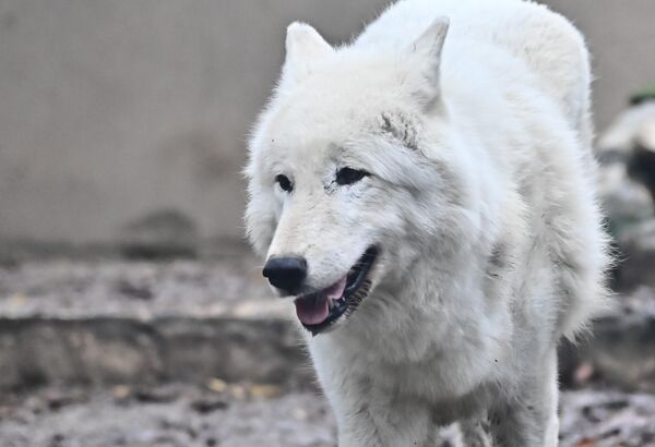 Arktički vuk je poznat i kao beli ili polarni vuk. To je podvrsta sivog vuka, koja se razlikuje po boji dlake i manjim dimenzijama. Poreklom je iz Kanade, a naseljava prostor arktičkog arhipelaga, od ostrva Melvil do ostrva Elsmir. - Sputnik Srbija