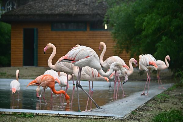 Beo zoo vrt, poznat i kao Vrt dobre nade osnovan 12. jula 1936. godine, što ga čini najstarijim i najvećim zoološki vrtom u Srbiji. Sa više od 400.000 posetilaca godišnje, Beo zoo vrt je i jedna od najposećenijih institucija u Beogradu. - Sputnik Srbija