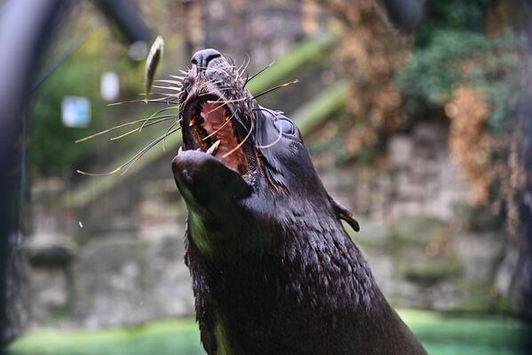 Jedan od najomiljenijih stanovnika vrta je smeđa foka krznašica po imenu Bert  - Sputnik Srbija