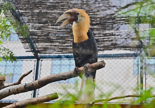 Papuanski kljunorog. Par ovih divnih i egzotičnih ptica su u Vrt dobre nade stigli prošle godine iz zoo vrta u Segedinu - Sputnik Srbija