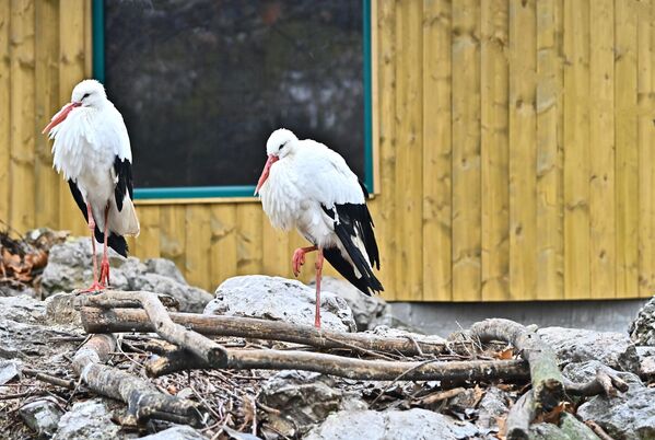 U pričama rode donose bebe, blagostanje i žive na odžacima seoskih kuća, a u stvarnosti gnezda svijaju uglavnom u naseljima i urbanim sredinama, pretežno na strujnim stubovima i dalekovodima, pa je tako ovaj par već počeo da gradi svoj dom na obližnjem stubu - Sputnik Srbija