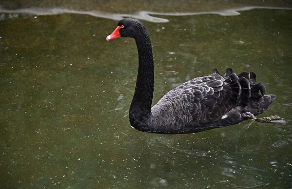 Crni labud. Dugo se verovalo da postoje samo beli labudovi, tek okrićem Australije dolazi se do saznanja da postoje i crni   - Sputnik Srbija