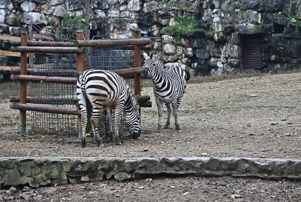Zebre u Beo zoo vrtu, su Grevijeva vrsta zebre, kod koje su pruge naizmenično crne i bele ali veoma uske, dok se kod obične zebre između širokih crnih i belih pruga nalaze i svetlije smeđe pruge - Sputnik Srbija