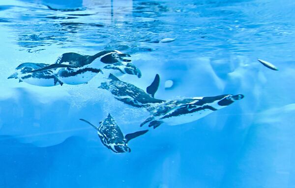 Humboltov pingvin je nazvan po hladnoj morskoj struji u kojoj pliva, a koja je nazvana po istaživaču Aleksandru fon Humboltu. - Sputnik Srbija