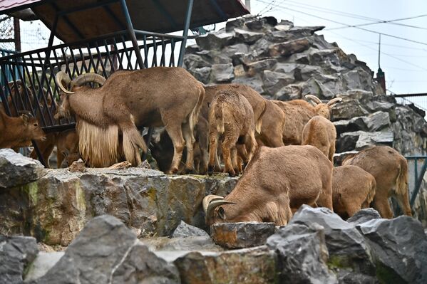 Obzirom da je tokom posete medijskih ekipa bilo vreme ručka, berberske ovce su nas potpuno ingnorisale. Inače, berberske ovce su zapravo koze, i spadaju u red u šupljorogih goveda, što ih čini jednom od najkontroverznijih i najzanimljivijih životinja koje pripadaju zbirci „Vrta dobre nade“. - Sputnik Srbija
