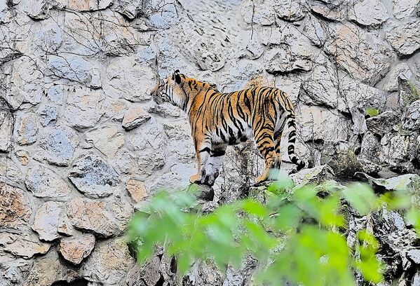 Jedna od najčudesnijih i najpoznatijih životinja koje šetaju Zemljom, bengalski tigrovi su veličanstveni i retki - Sputnik Srbija