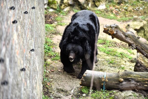 Beo Zoo Vrt će do kraja godine postati dom za tri bela medveda. Meda Uroš, koji je svakog 15. februara na Sretenje najslikanija životinja u Vrtu, uskoro će dobiti  društvo. - Sputnik Srbija
