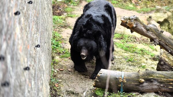 Beo Zoo Vrt će, na osnovu saradnje sa drugim zoološkim vrtovima i prihvatilištima za životinje, do kraja godine postati dom za tri bela medveda. Meda Uroš, koji je svakog 15. februara na Sretenje najslikanija životinja u Vrtu, uskoro će dobiti  društvo. - Sputnik Srbija