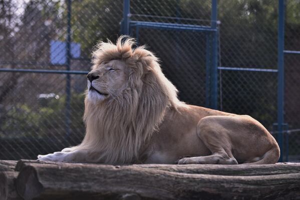 Zbog njegove snage, hrabrosti, grive koja podseća na krunu i dominantne uloge u afričkoj savani, lava nazivaju Car životinja - Sputnik Srbija