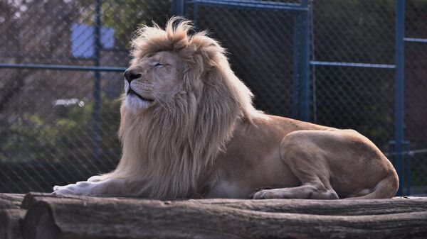 Zbog njegove snage, hrabrosti, grive koja podseća na krunu i dominantne uloge u afričkoj savani, lava nazivaju Car životinja - Sputnik Srbija