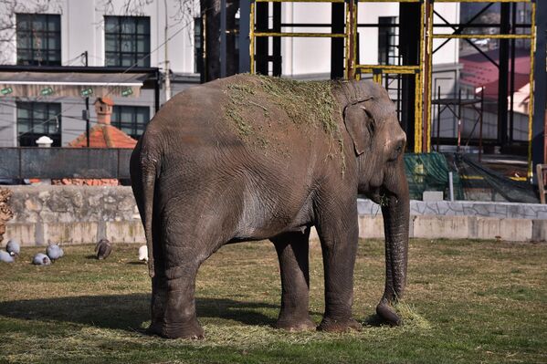 Dolazak slonice Maje iz Engleske očekuje se na proleće, i ona će na raspolaganju imati mnogo luksuzniji i konforniji dom, sa većim dvorištem i bazenom u njemu od Slonice Tvigi (na slici) koja je punih 33. godine bila miljenica Beo zoo-vrta, a koja je uginula pre dve godine u 58. godini. - Sputnik Srbija