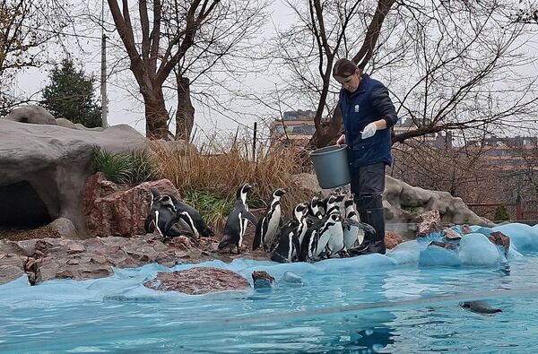 Hranjenje Humbolt pingvina. Čim se zaposleni koji brine o pingvinarijumu pojavi na vidiku, u bazenu nastane metež. Pingvini, od kojih svaki ima svoje ime (Jelena, Nina, Duda, Pera, Zone, Mane i Petko...) znaju da je vreme za ručak - Sputnik Srbija