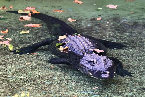 Tokom tradicionalnog okupljanja, novinari su imali priliku da obiđu životinje, među njima i najstarijeg stanovnika zoološkog vrta, aligatora Muju, koji ovuih dana puni 90 godina. Aligator Muja se smatra najstarijim živim pripadnikom svoje vrste na svetu  - Sputnik Srbija